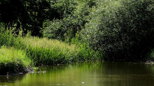 Tải xuống miễn phí Pond Bank Nature - ảnh hoặc hình ảnh miễn phí được chỉnh sửa bằng trình chỉnh sửa hình ảnh trực tuyến GIMP