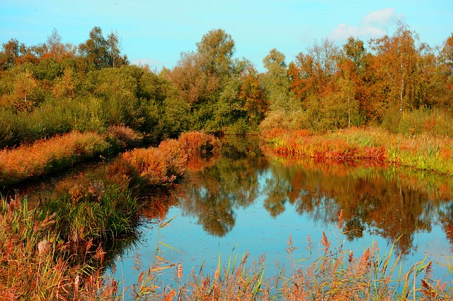 Free download pond banks vegetation tree free picture to be edited with GIMP free online image editor