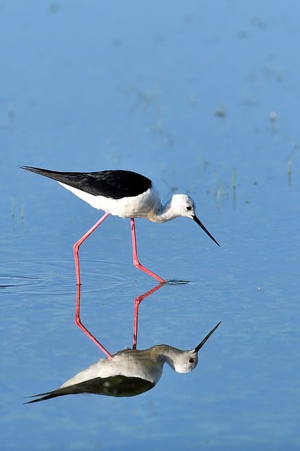 Free download pond blue bird ornithology stilts free picture to be edited with GIMP free online image editor