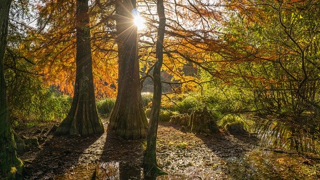 Free download Pond Fall Colors -  free free photo or picture to be edited with GIMP online image editor