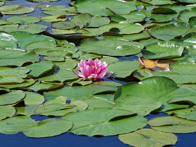 Descarga gratuita Pond Flowers Summer: foto o imagen gratuita para editar con el editor de imágenes en línea GIMP