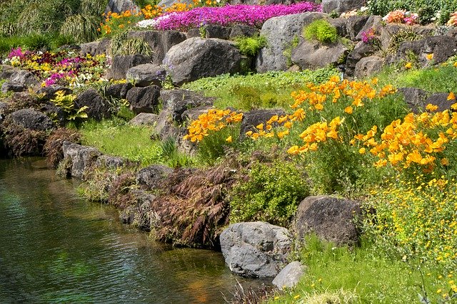 تنزيل مجاني Pond Flowers Yellow - صورة مجانية أو صورة لتحريرها باستخدام محرر الصور عبر الإنترنت GIMP