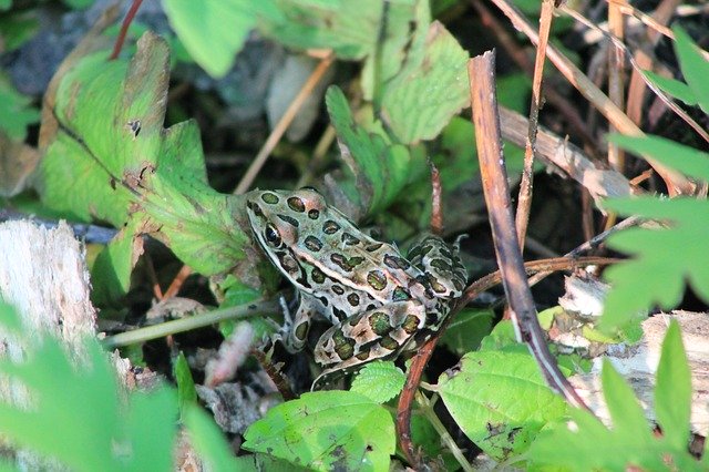 무료 다운로드 Pond Frog Green - 무료 사진 또는 GIMP 온라인 이미지 편집기로 편집할 수 있는 사진