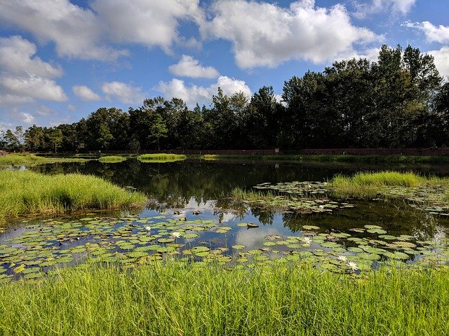 Scarica gratuitamente Pond Lily Pads Nature Blue: foto o immagini gratuite da modificare con l'editor di immagini online GIMP