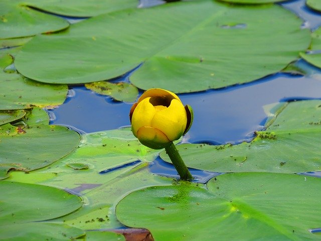 Muat turun percuma Pond Lily Water - foto atau gambar percuma untuk diedit dengan editor imej dalam talian GIMP