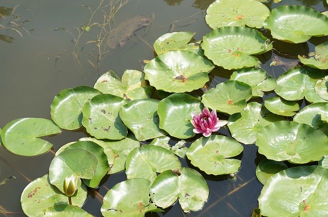 Free download Pond Lotus Nature -  free photo or picture to be edited with GIMP online image editor