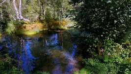 Free download Pond Nature Rest -  free video to be edited with OpenShot online video editor