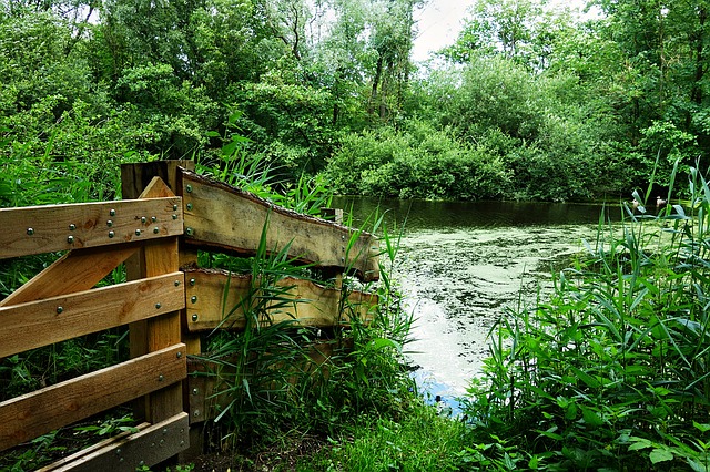 Free download pond pool park green lush nature free picture to be edited with GIMP free online image editor