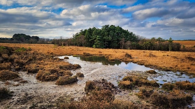 Free download pond puddle grass trees forest free picture to be edited with GIMP free online image editor