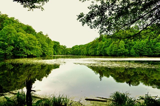 Template Photo Pond River Nature for OffiDocs