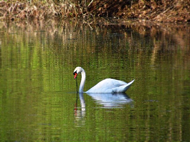 Descărcare gratuită Pond Swan Floats - fotografie sau imagini gratuite pentru a fi editate cu editorul de imagini online GIMP