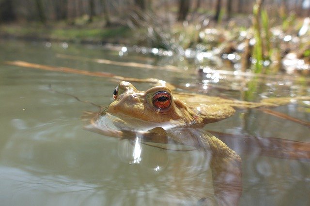 Kostenloser Download Pond Toad Animal - kostenloses Foto oder Bild zur Bearbeitung mit GIMP Online-Bildbearbeitung