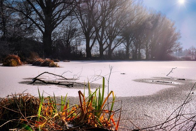 Free download pond trees hoarfrost winter season free picture to be edited with GIMP free online image editor