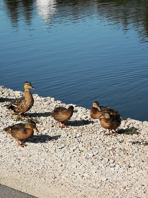 Descărcare gratuită Pond Water Duck - fotografie sau imagini gratuite pentru a fi editate cu editorul de imagini online GIMP