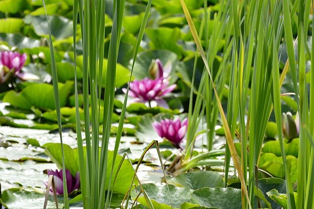 Template Photo Pond Water Lilies -  for OffiDocs