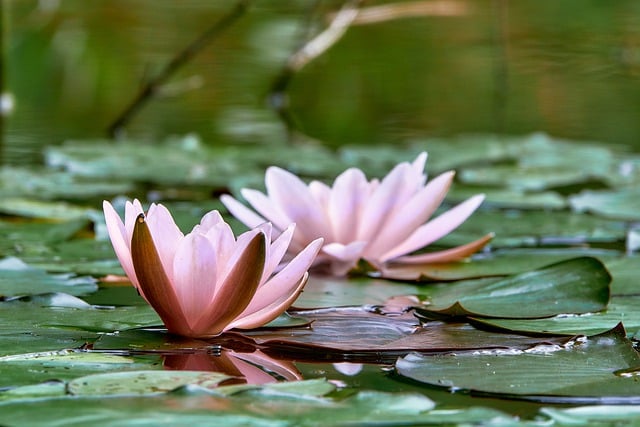 Free download pond waterlilies lotus flowers free picture to be edited with GIMP free online image editor