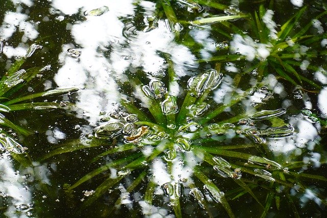 池の水生植物を無料ダウンロード - GIMP オンライン画像エディターで編集できる無料の写真または画像