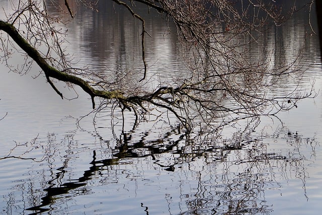 Free download pond woody winter reflection water free picture to be edited with GIMP free online image editor