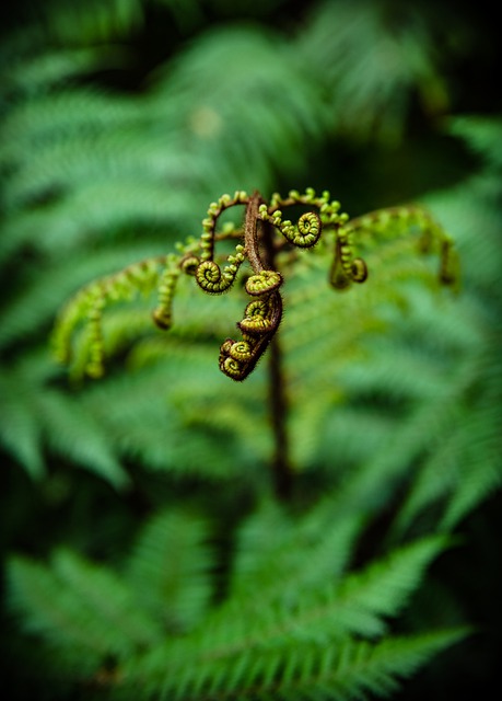 Free download ponga fern palm leaf tree nature free picture to be edited with GIMP free online image editor