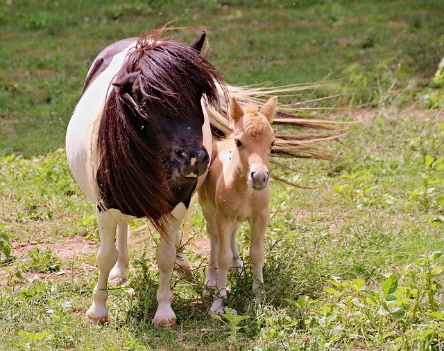 Free picture Ponies A Pair Of Mother -  to be edited by GIMP free image editor by OffiDocs