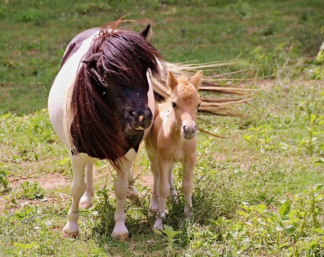 Free download Ponies A Pair Of Mother -  free photo or picture to be edited with GIMP online image editor