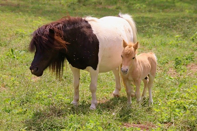 Unduh gratis Ponies Mother Cub - foto atau gambar gratis untuk diedit dengan editor gambar online GIMP