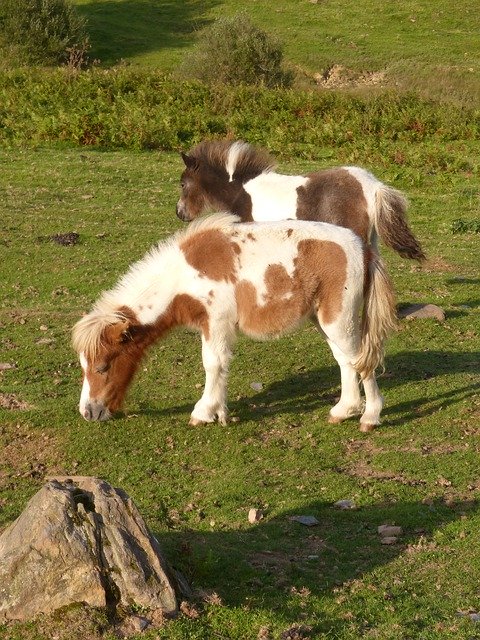 Bezpłatne pobieranie Ponies Pony Pacer - darmowe zdjęcie lub obraz do edycji za pomocą internetowego edytora obrazów GIMP
