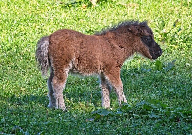 Descarga gratuita Pony Foal Animal: foto o imagen gratuita para editar con el editor de imágenes en línea GIMP