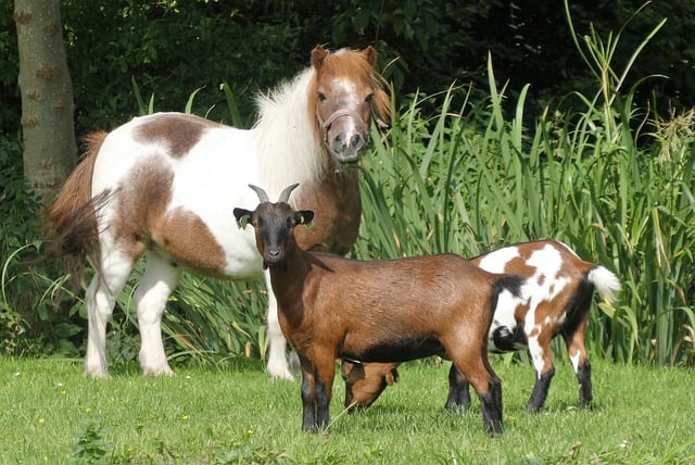 Free download pony goats farm animals animals free picture to be edited with GIMP free online image editor