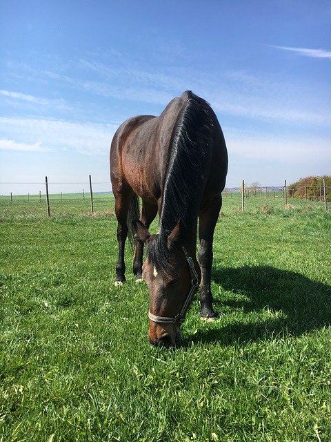 تنزيل Pony Grass Pasture مجانًا - صورة مجانية أو صورة يتم تحريرها باستخدام محرر الصور عبر الإنترنت GIMP