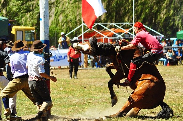 ດາວ​ໂຫຼດ​ຟຣີ Pony Guacho Horse - ຮູບ​ພາບ​ຟຣີ​ຫຼື​ຮູບ​ພາບ​ທີ່​ຈະ​ໄດ້​ຮັບ​ການ​ແກ້​ໄຂ​ກັບ GIMP ອອນ​ໄລ​ນ​໌​ບັນ​ນາ​ທິ​ການ​ຮູບ​ພາບ​