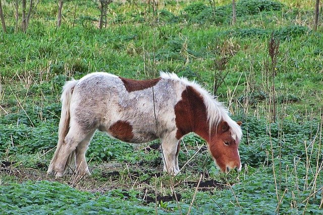 Descarga gratuita Pony Horse Browser: foto o imagen gratuita para editar con el editor de imágenes en línea GIMP