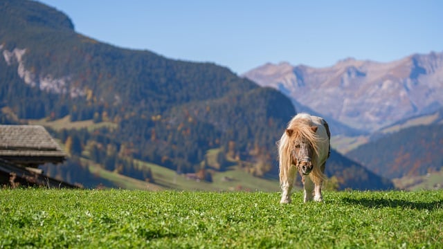 Free download pony horse mane mountain landscape free picture to be edited with GIMP free online image editor