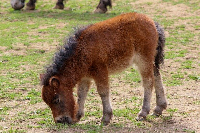 Free download Pony Horses Foal -  free photo or picture to be edited with GIMP online image editor