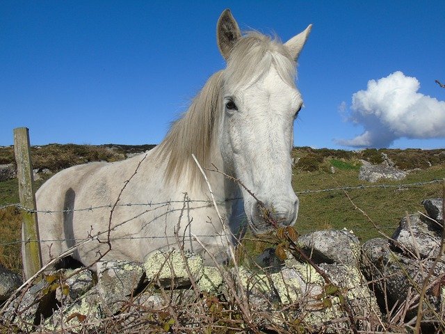 Unduh gratis Pony Ireland Horse - foto atau gambar gratis untuk diedit dengan editor gambar online GIMP