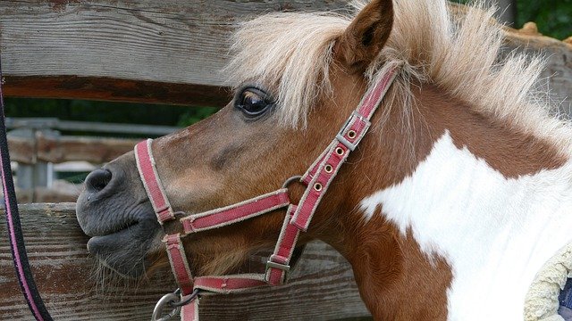 Descărcare gratuită Pony The Horse Horses - fotografie sau imagini gratuite pentru a fi editate cu editorul de imagini online GIMP