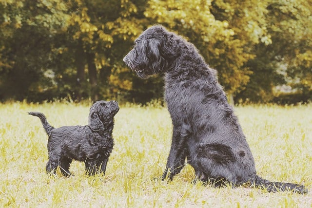 Free download pooch pets mammals labradoodles free picture to be edited with GIMP free online image editor