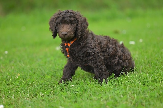 Free download poodle animal dog canine mammal free picture to be edited with GIMP free online image editor