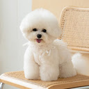 Poodle Dog Wallpaper  screen for extension Chrome web store in OffiDocs Chromium