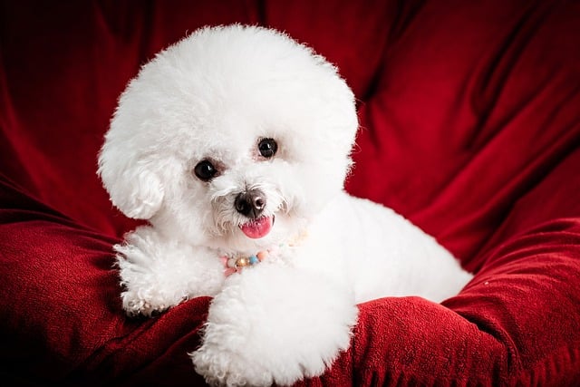 Free download poodle dog white dog puppy free picture to be edited with GIMP free online image editor