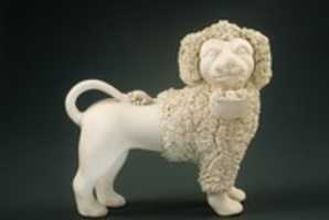 Free download Poodle free photo or picture to be edited with GIMP online image editor