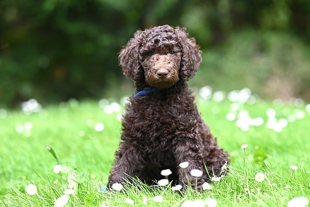 Free download poodle nature dog animal canine free picture to be edited with GIMP free online image editor