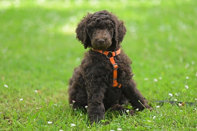 Free download poodle puppy royal poodle aurelio free picture to be edited with GIMP free online image editor