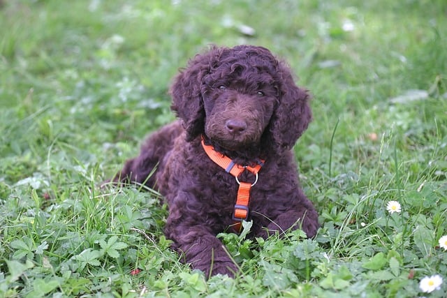 Free download poodle royal poodle nature animal free picture to be edited with GIMP free online image editor