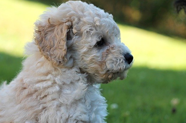 Free download Poodle White Dog -  free photo or picture to be edited with GIMP online image editor