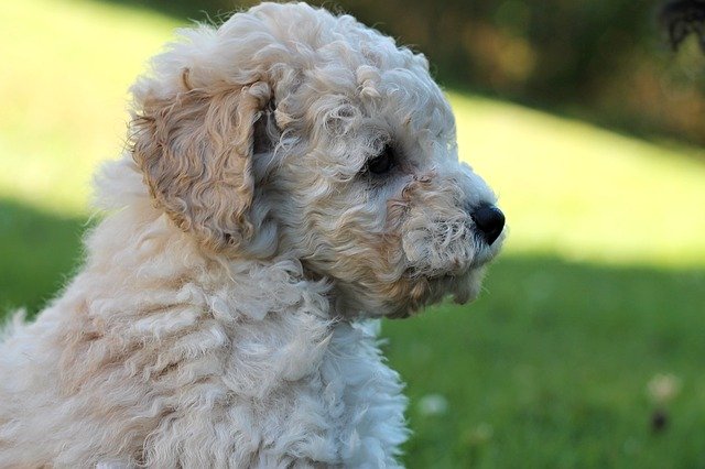 Téléchargement gratuit de Caniche White Dog - photo ou image gratuite à éditer avec l'éditeur d'images en ligne GIMP