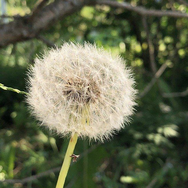 Free picture Pooh Dandelion Nature -  to be edited by GIMP free image editor by OffiDocs