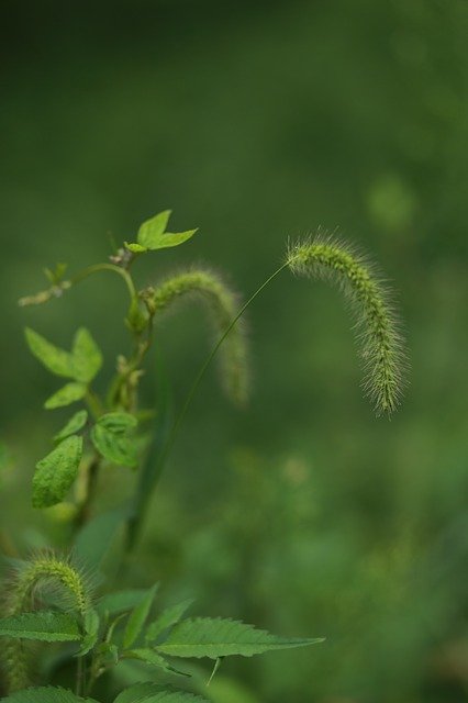 Free download Pool Foxtail Plants -  free photo or picture to be edited with GIMP online image editor