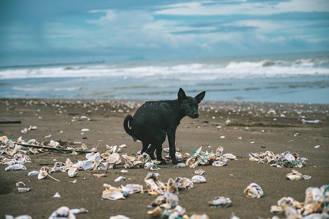 Free download pooping seashells black dog dog free picture to be edited with GIMP free online image editor