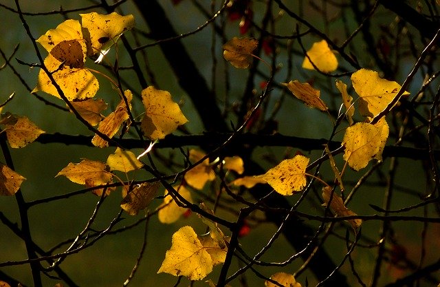 הורדה חינם Poplar Autumn Leaves Fall - תמונה או תמונה בחינם לעריכה עם עורך התמונות המקוון GIMP